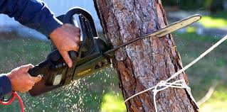 How Our Tree Care Process Works  in  Kilgore, TX