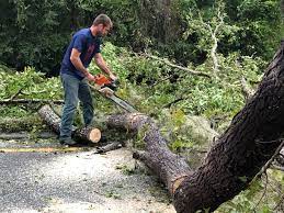 Best Emergency Tree Removal  in Kilgore, TX